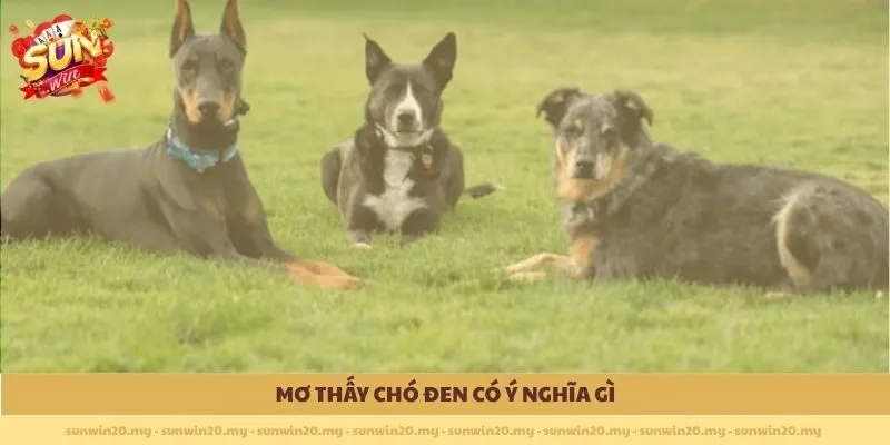 Mơ thấy chó đen có ý nghĩa gì