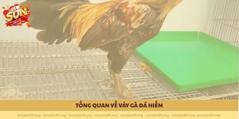 Tổng quan về Vảy gà đá hiếm